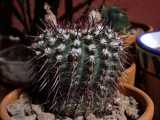 [Foto de planta, jardin, jardineria]