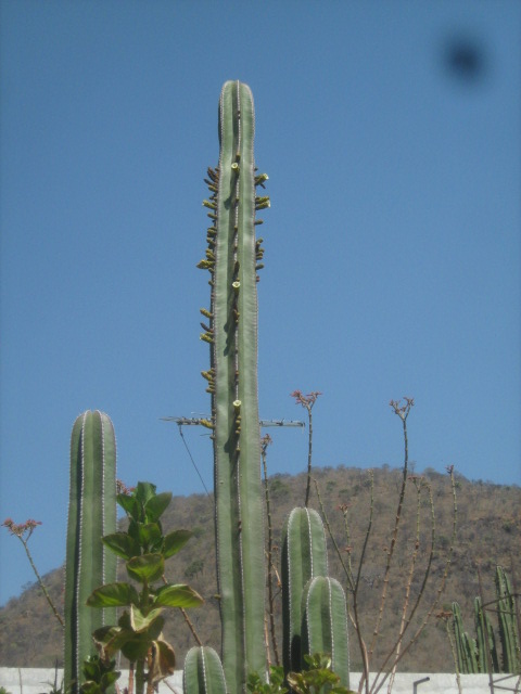 [Foto de planta, jardin, jardineria]