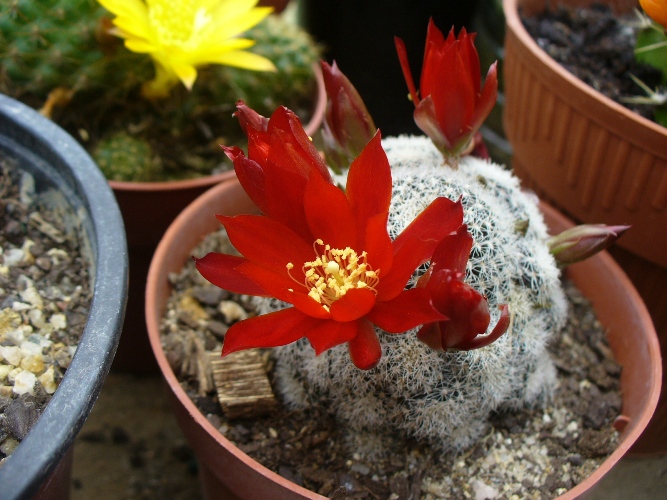 [Foto de planta, jardin, jardineria]