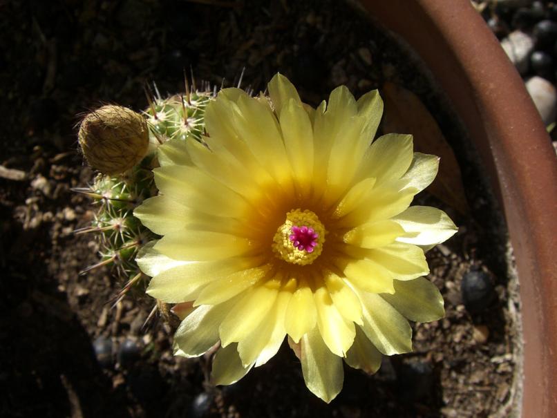 [Foto de planta, jardin, jardineria]