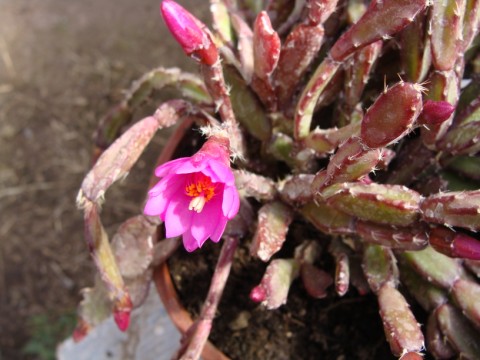 [Foto de planta, jardin, jardineria]