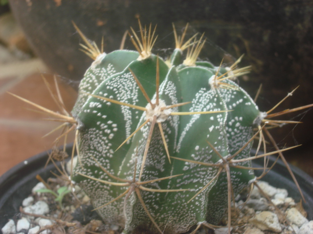 [Foto de planta, jardin, jardineria]