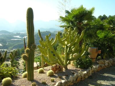 [Foto de planta, jardin, jardineria]