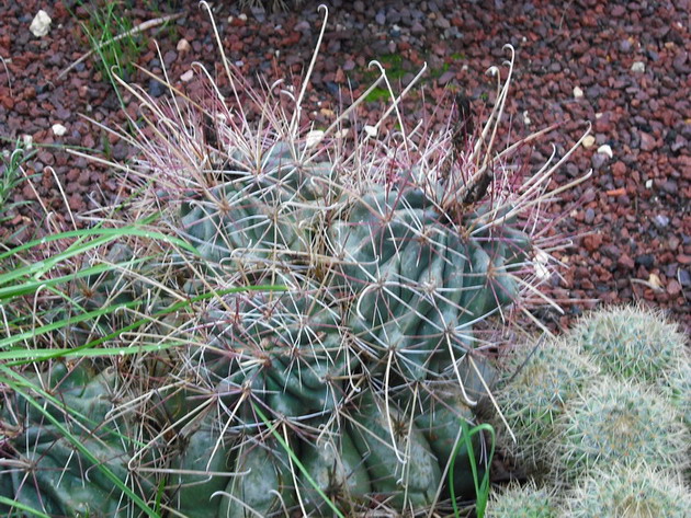 [Foto de planta, jardin, jardineria]