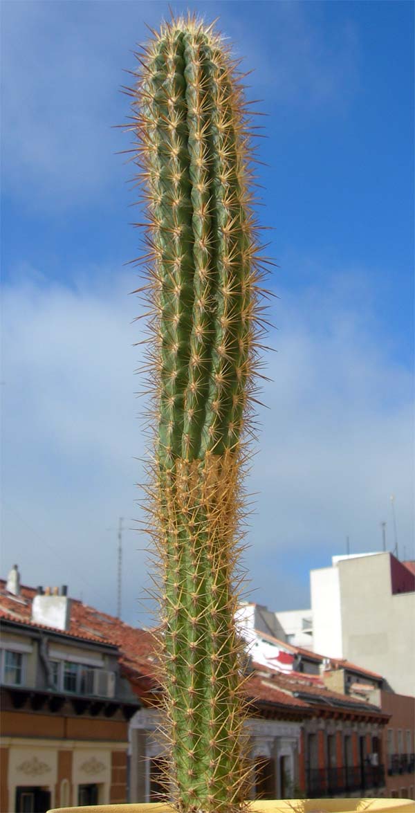 [Foto de planta, jardin, jardineria]