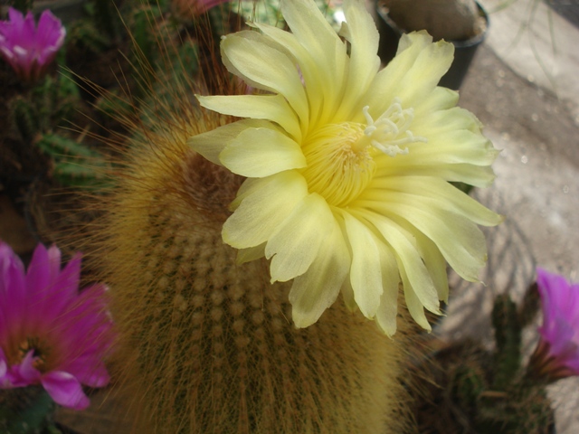 [Foto de planta, jardin, jardineria]