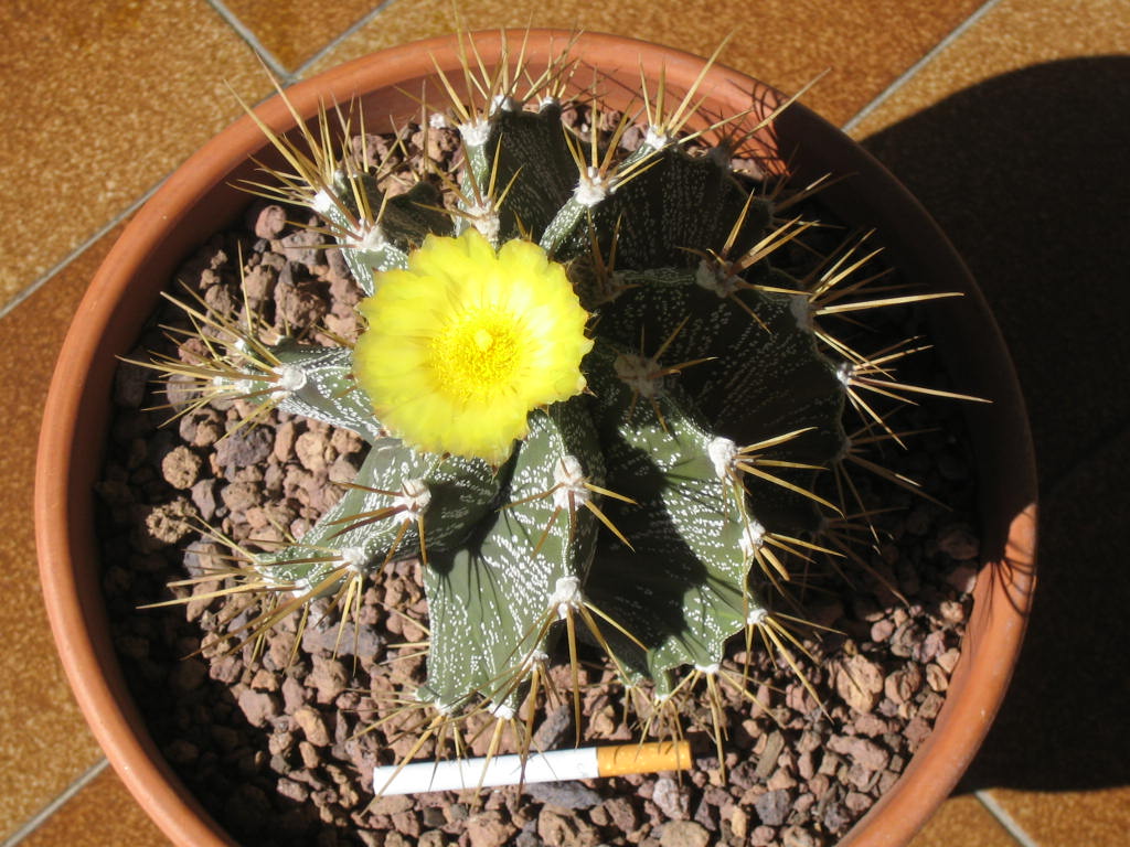 [Foto de planta, jardin, jardineria]