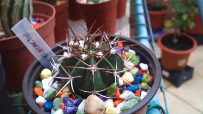 [Foto de planta, jardin, jardineria]