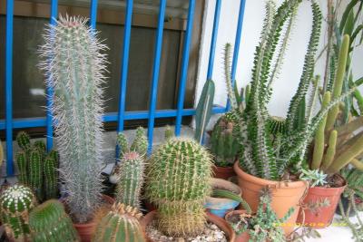 [Foto de planta, jardin, jardineria]