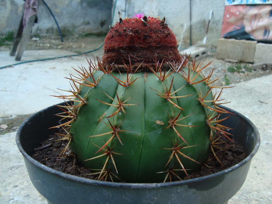 [Foto de planta, jardin, jardineria]