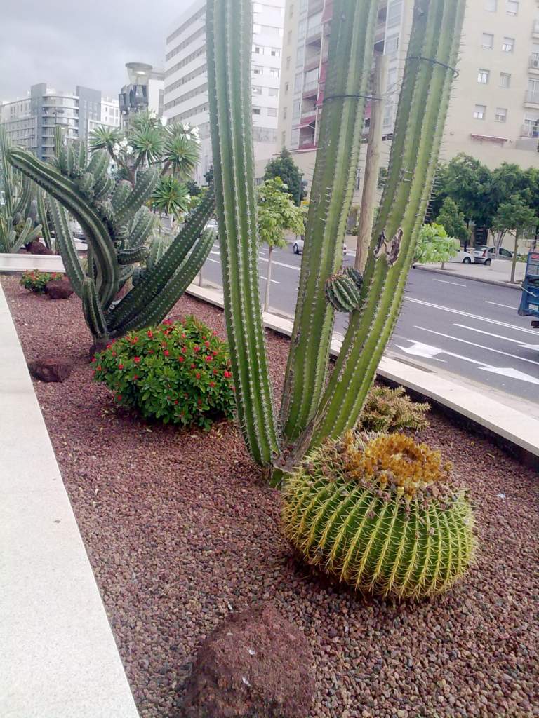 [Foto de planta, jardin, jardineria]