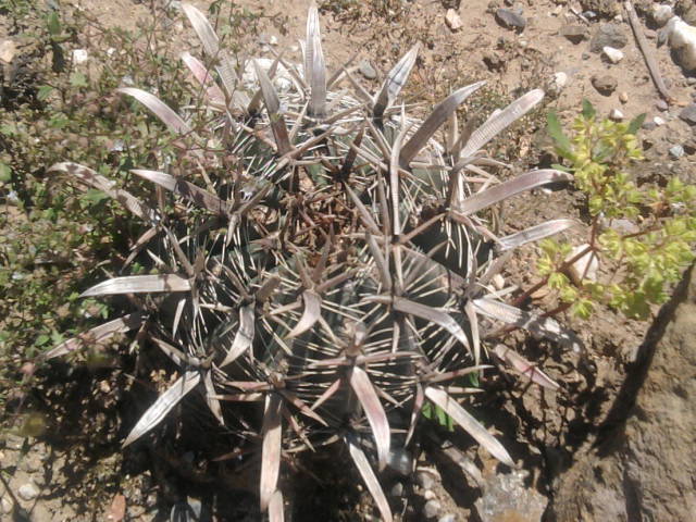 [Foto de planta, jardin, jardineria]