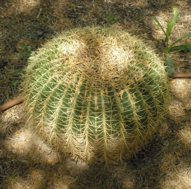 [Foto de planta, jardin, jardineria]