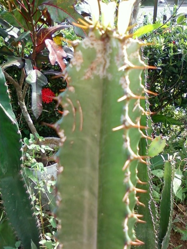 [Foto de planta, jardin, jardineria]