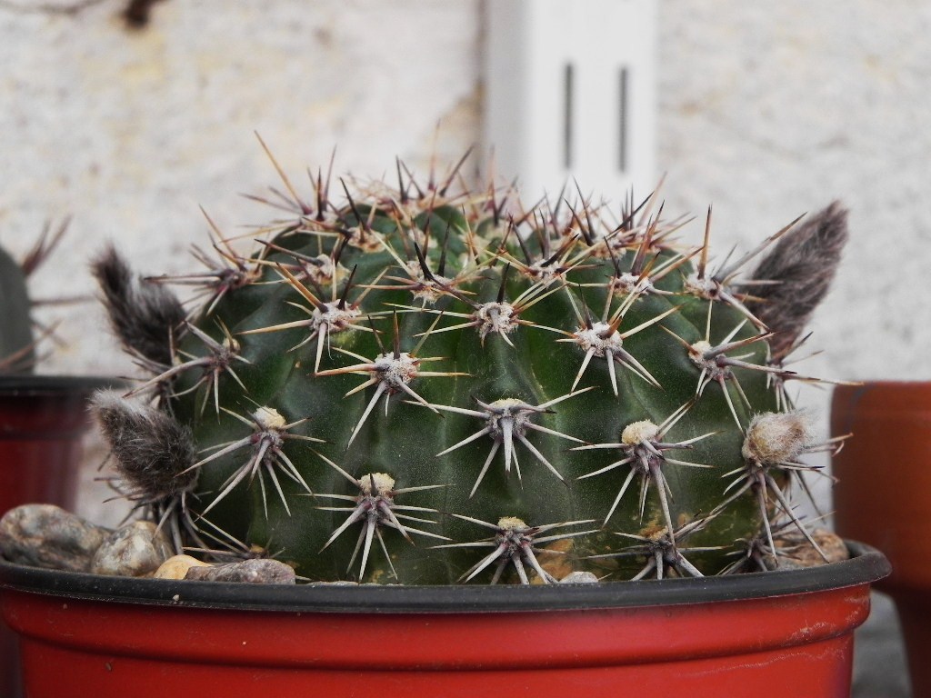 [Foto de planta, jardin, jardineria]