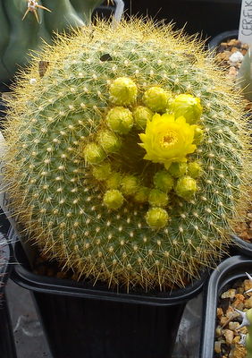 [Foto de planta, jardin, jardineria]