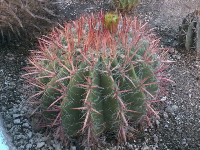 [Foto de planta, jardin, jardineria]