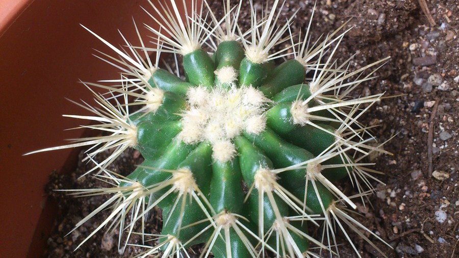 [Foto de planta, jardin, jardineria]