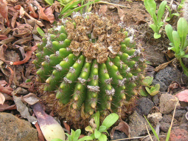 [Foto de planta, jardin, jardineria]