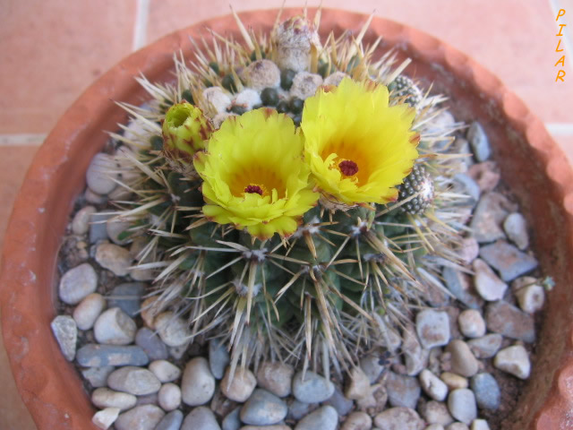 [Foto de planta, jardin, jardineria]