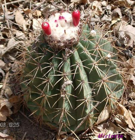 [Foto de planta, jardin, jardineria]