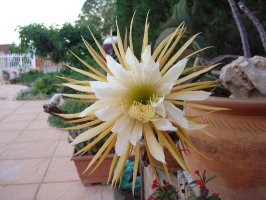 [Foto de planta, jardin, jardineria]