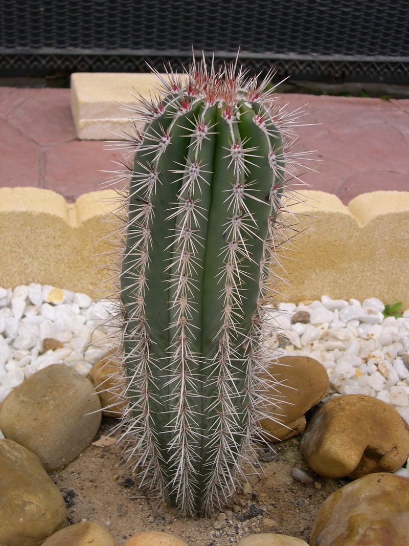 [Foto de planta, jardin, jardineria]