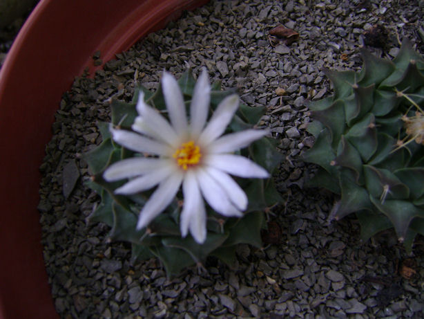 [Foto de planta, jardin, jardineria]