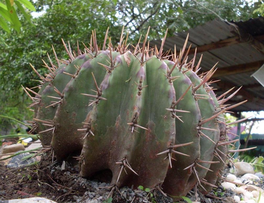 [Foto de planta, jardin, jardineria]