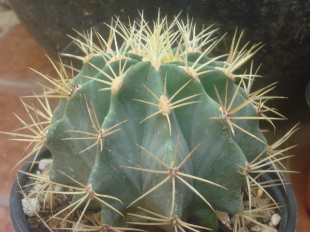 [Foto de planta, jardin, jardineria]