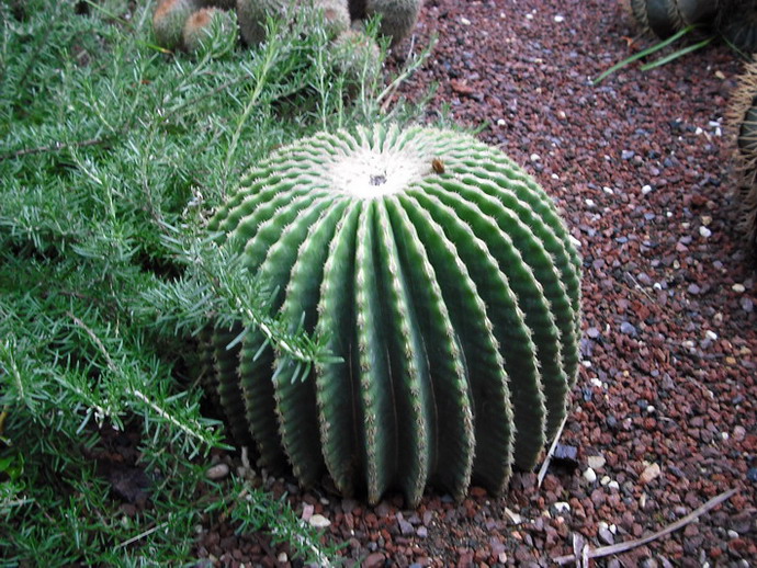 [Foto de planta, jardin, jardineria]