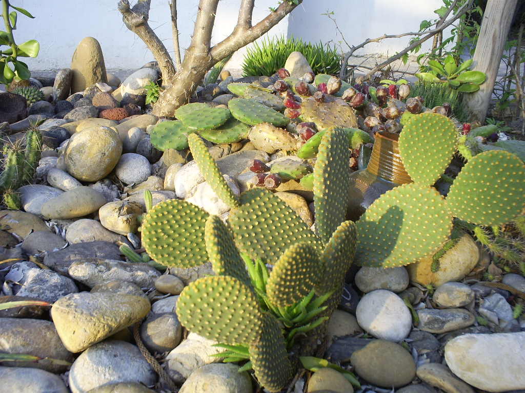 [Foto de planta, jardin, jardineria]