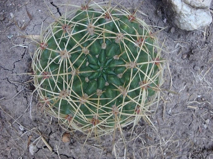 [Foto de planta, jardin, jardineria]