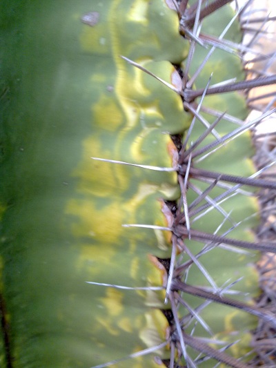 [Foto de planta, jardin, jardineria]