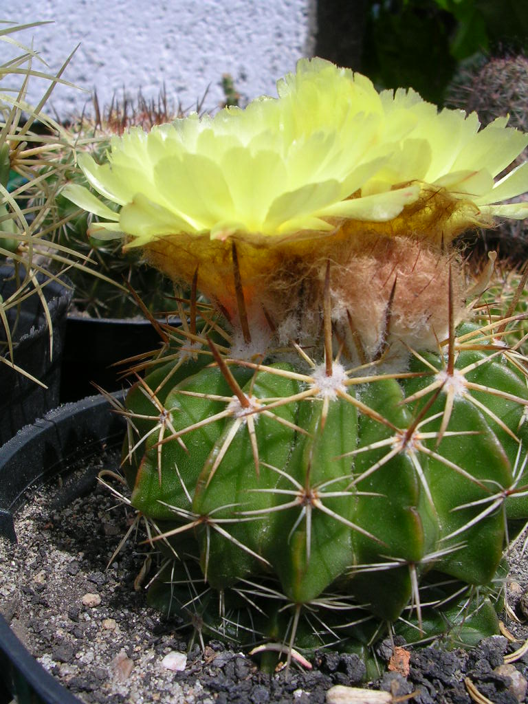 [Foto de planta, jardin, jardineria]