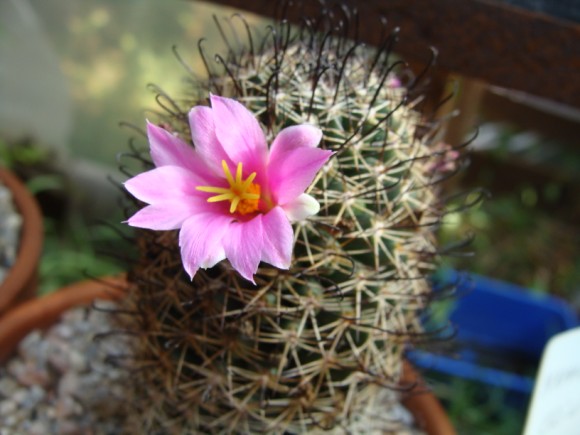 [Foto de planta, jardin, jardineria]