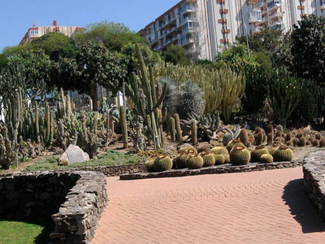 [Foto de planta, jardin, jardineria]