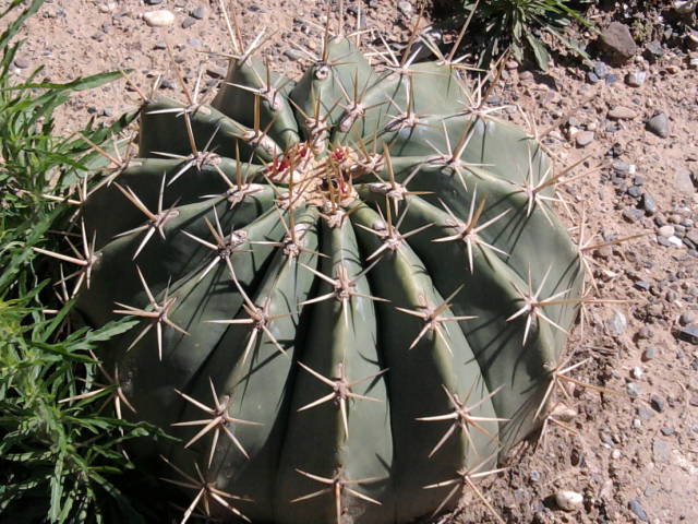 [Foto de planta, jardin, jardineria]