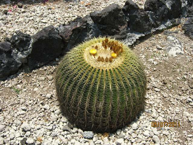 [Foto de planta, jardin, jardineria]