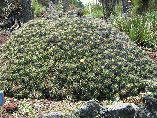 [Foto de planta, jardin, jardineria]