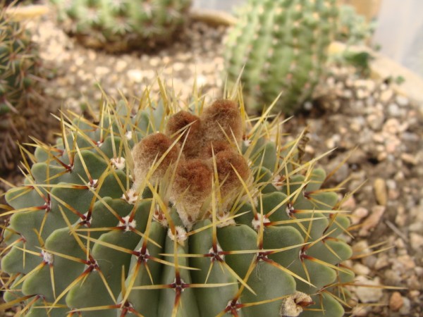 [Foto de planta, jardin, jardineria]