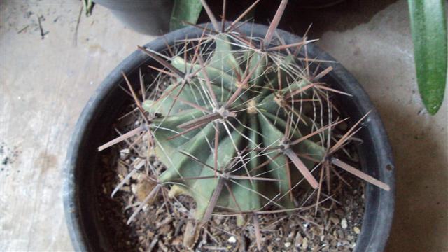 [Foto de planta, jardin, jardineria]