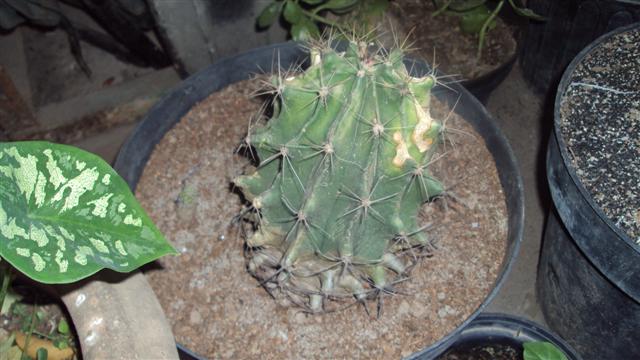 [Foto de planta, jardin, jardineria]