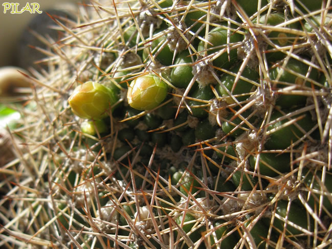 [Foto de planta, jardin, jardineria]