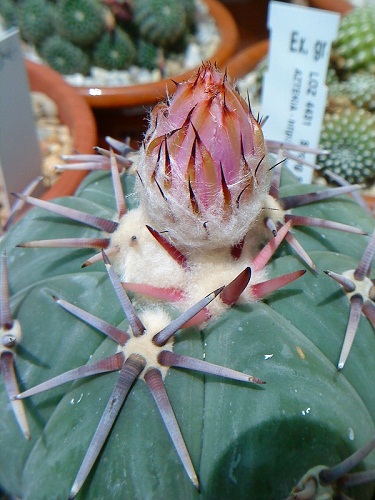 [Foto de planta, jardin, jardineria]