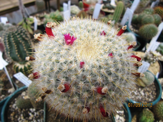 [Foto de planta, jardin, jardineria]