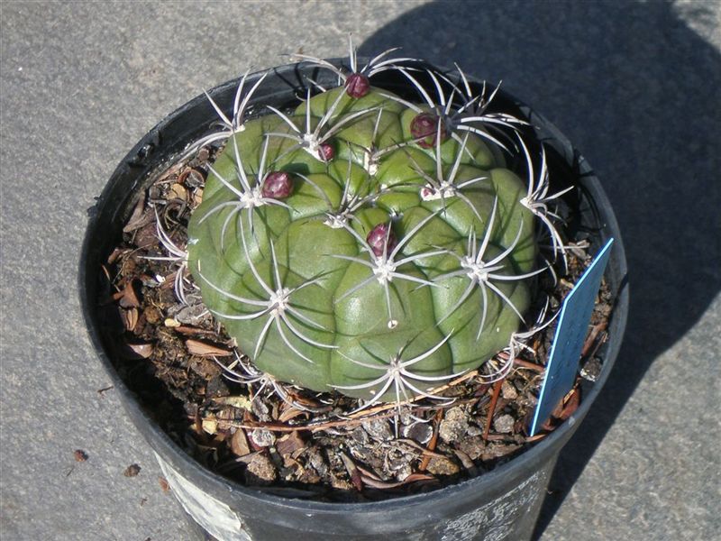 [Foto de planta, jardin, jardineria]