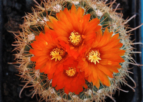 [Foto de planta, jardin, jardineria]