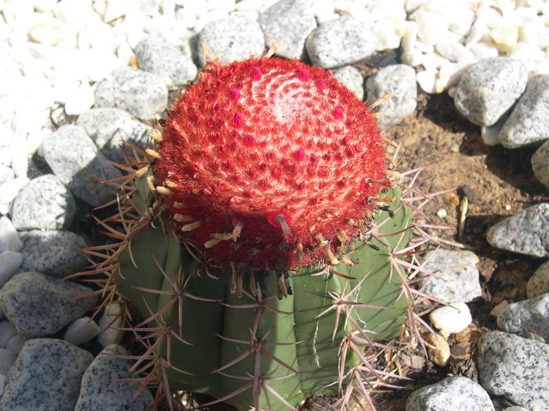 [Foto de planta, jardin, jardineria]