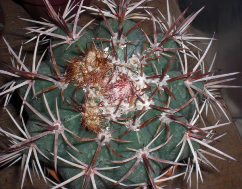 [Foto de planta, jardin, jardineria]